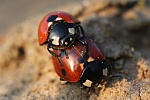 Siebenpunkt-Marienkfer (Coccinella septempunctata)