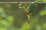Laubfrosch (Hyla arborea)