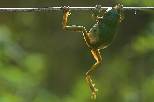 Heartbeat of nature - Laubfrosch