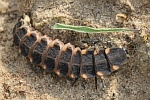 Großer Leuchtkäfer (Lampyris noctiluca)