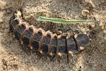 Groer Leuchtkfer (Lampyris noctiluca)