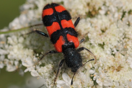 Zottiger Bienenkfer (Trichodes alvearius)