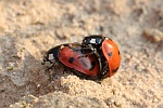 Siebenpunkt-Marienkfer (Coccinella septempunctata)