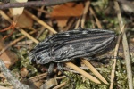 Marienprachtkfer (Chalcophora mariana)
