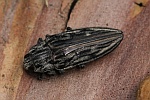 Marienprachtkfer (Chalcophora mariana)