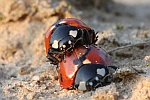 Siebenpunkt-Marienkfer (Coccinella septempunctata)