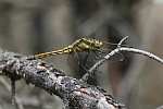 Groer Blaupfeil (Orthetrum cancellatum)