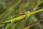 Sumpfschrecke (Stethophyma grossum)