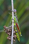 Sumpfschrecke (Stethophyma grossum)