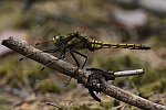 Groer Blaupfeil (Orthetrum cancellatum)