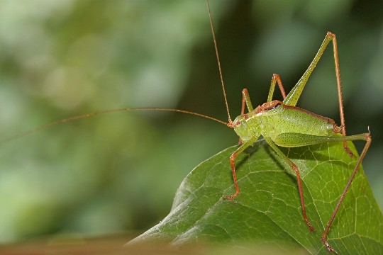 Punktierte Zartschrecke (Leptophyes punctatissima)