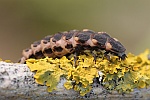 Groer Leuchtkfer (Lampyris noctiluca)