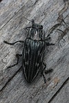 Marienprachtkfer (Chalcophora mariana)