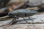 Marienprachtkfer (Chalcophora mariana)