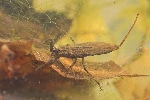 Wasserskorpion (Nepa rubra)