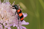 Zottiger Bienenkäfer (Trichodes alvearius) Zottiger Bienenkäfer (Trichodes alvearius)