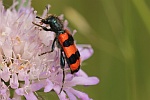 Zottiger Bienenkfer (Trichodes alvearius)