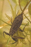 Wasserskorpion