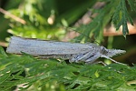 Znsler (Familie pyralididae)