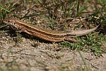 Waldeidechse (Zootoca vivipara)