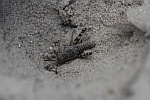 Gemeine Ameisenjungfer (Myrmeleon formicarius)