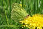 Zitronenfalter (Gonepteryx rhamni)