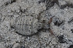 Gemeine Ameisenjungfer (Myrmeleon formicarius)