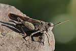 Rotflügelige Ödlandschrecke (Oedipoda germanica)