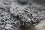 Gemeine Ameisenjungfer (Myrmeleon formicarius)