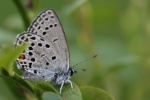 Hochmoorbluling (Plebejus optilete)