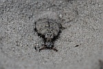 Gemeine Ameisenjungfer (Myrmeleon formicarius)