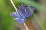 Hochmoorbluling (Plebejus optilete)