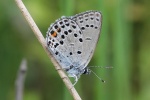 Hochmoorbluling (Plebejus optilete)