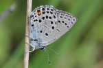 Hochmoorbluling (Plebejus optilete)