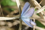 Hochmoorbluling (Plebejus optilete)