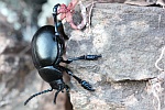 Tatzenkfer (Timarcha tenebricosa)