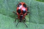 Scharlachroter Stublingskfer (Endomychus coccineus)