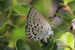 Hochmoorbluling (Plebejus optilete)