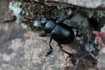 Tatzenkfer (Timarcha tenebricosa)