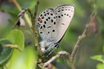 Hochmoorbluling (Plebejus optilete)