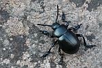 Tatzenkfer (Timarcha tenebricosa)
