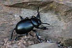Tatzenkfer (Timarcha tenebricosa)