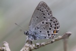 Hochmoorbluling (Plebejus optilete)