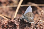 Hochmoorbluling (Plebejus optilete)