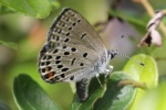 Hochmoorbluling (Plebejus optilete)