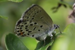 Hochmoorbluling (Plebejus optilete)