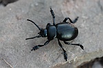 Tatzenkfer (Timarcha tenebricosa)