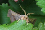 Eschen-Zackenrandspanner (Ennomos fuscantaria)