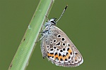 Geikleebluling (Plebejus argus)