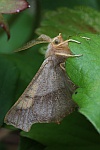 Eschen-Zackenrandspanner (Ennomos fuscantaria)